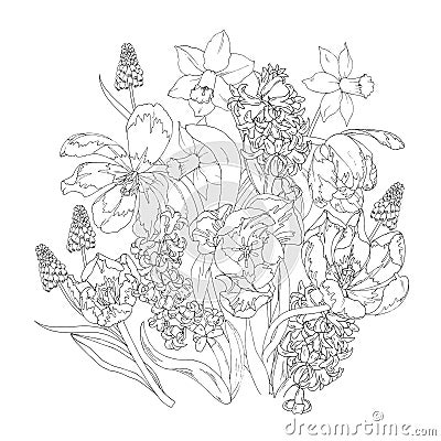 Blooming spring flowers, tulips, daffodils and Muscari, coloring page Vector Illustration